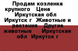 Продам козленка крупного › Цена ­ 3 000 - Иркутская обл., Иркутск г. Животные и растения » Другие животные   . Иркутская обл.,Иркутск г.